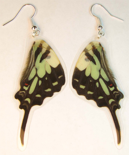 Graphium